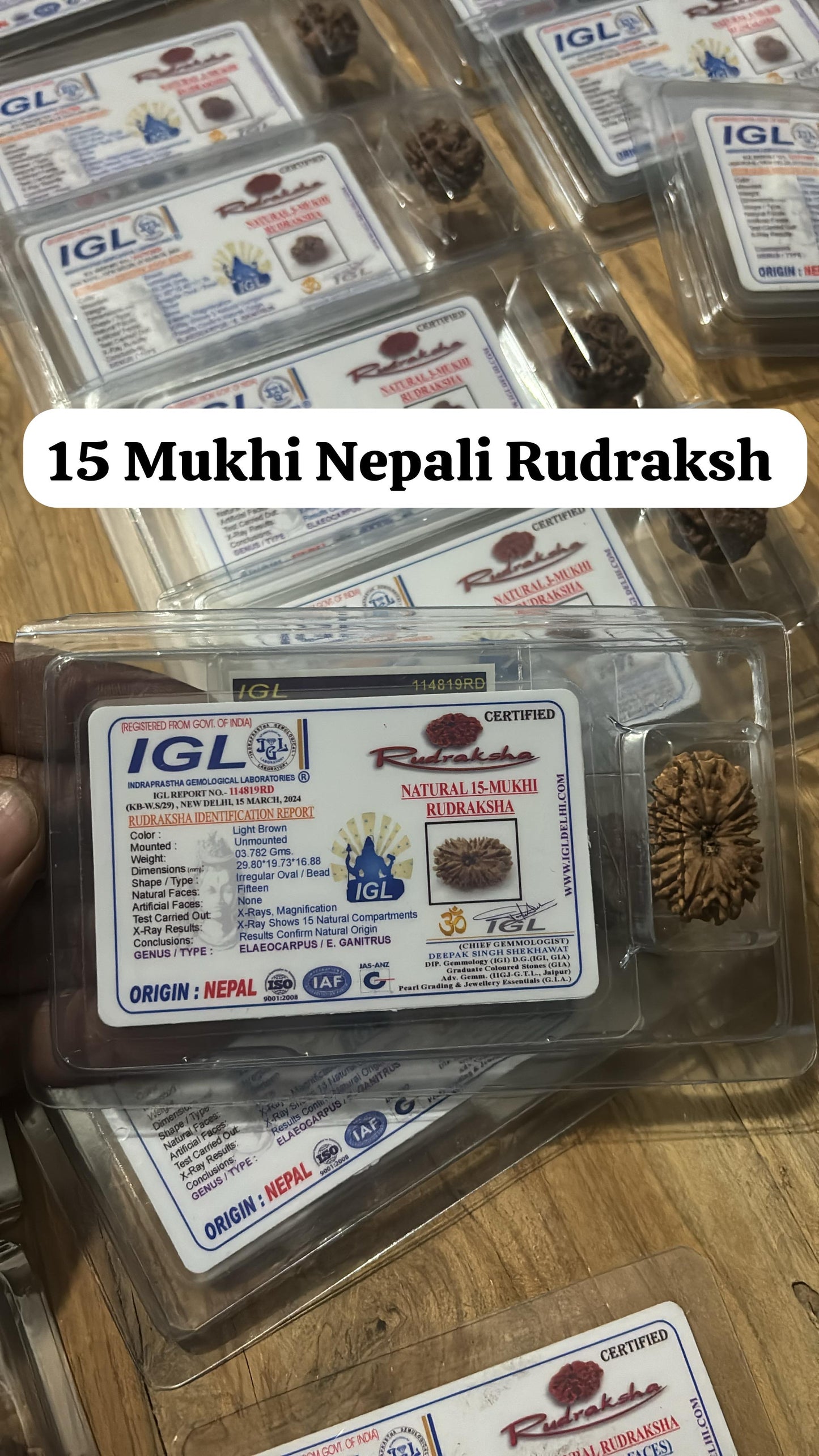 15 MUKHI RUDRAKSHA NEPAL